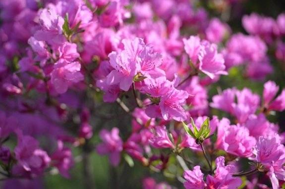진달래와 철쭉은 반려견에게 치명적인 그라야노톡신을 함유하고 있다. GETTYIMAGES