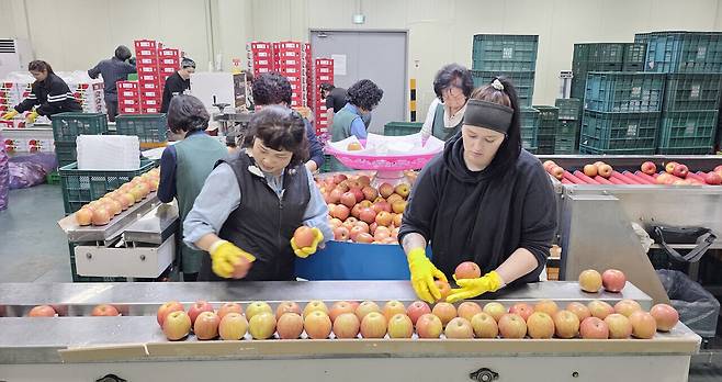 예산농산물산지유통센터에서 지난 8일 만난 직원들이 예산황토사과를 출하하기 위한 손길로 분주하다. 김동근 기자