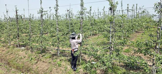 예산군 오가면 오촌리에서 2000여평 사과농사를 짓는 김형준 농가에서 지난 8일 열매가 잘 자라도록 가지를 수평으로 내려주는 유인작업이 한창이다. 이달 중순쯤부터는 적과(열매솎기)를 시작한다. 김동근 기자