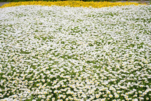 태화강 국가정원 삼호지구에 들국화가 가득 피어 있다.