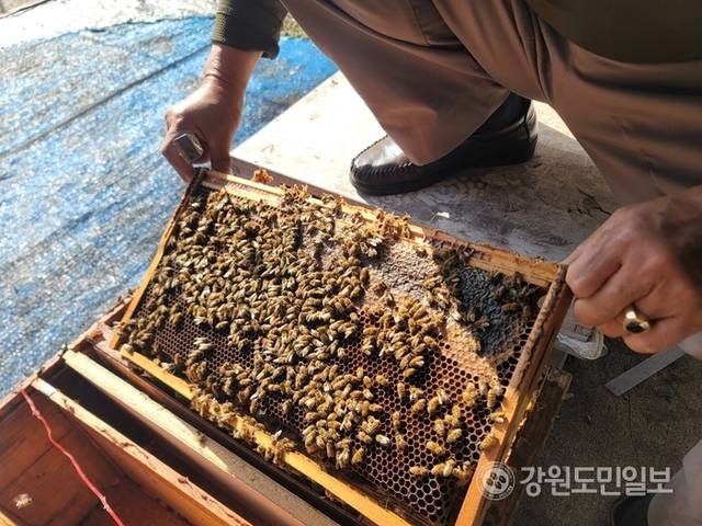 ▲ 지난해 11월 인제군 인제읍에 위치한 양봉사에서 도기학 씨가 봉군에서 소비를 꺼내 월동 준비에 들어간 벌을 보여주고 있다. 이설화 기자