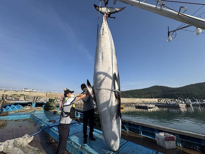 전남 여수 해상서 죽은 채 발견된 밍크고래. 연합뉴스