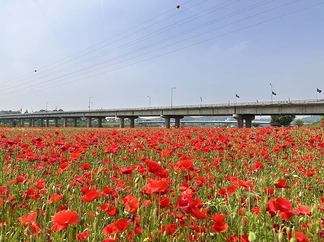 영산강변을 수놓은 양귀비꽃 / 사진=나주시 제공