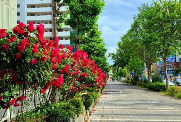 대전 서구 둔산·월평동 장미꽃길. 대전시