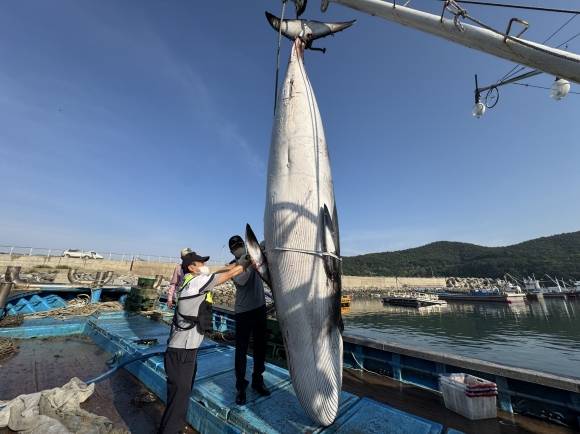 해경이 밍크고래 둘레를 측정하고 불법 포획 흔적을 확인하고 있다.
