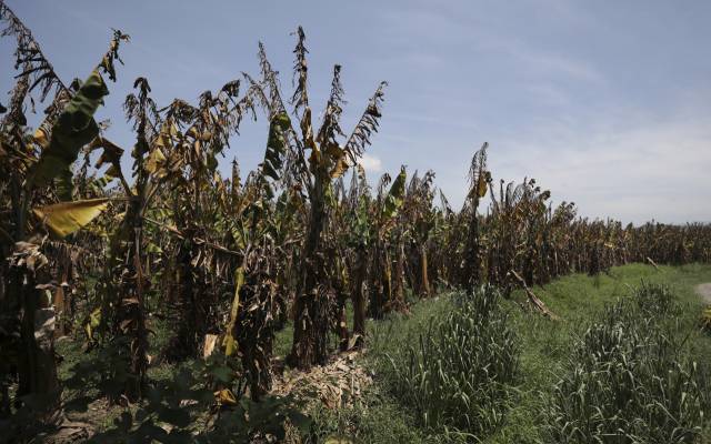 곰팡이 확산을 막기 위해 콜롬비아 농업 연구소(ICA)가 의도적으로 죽인 리오하차 인근 농장의 바나나 나무들. AP 연합뉴스