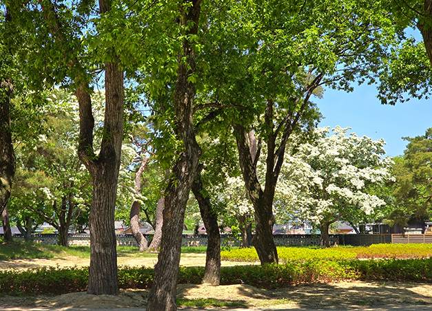 경주오릉 이팜나무. /경주시 제공