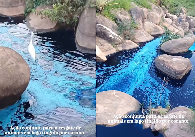 브라질 상파울루 지역 한 호수에서 염료 유입되는 사고가 발생했다. 브라질 생물다양성 보존 협회(Mata Ciliar) 인스타그램