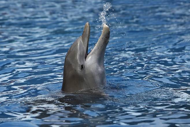 전세계 온대, 아열대, 열대 바다에서 흔히 볼 수 있는 병코돌고래(학명 Tursiops truncatu). 게티이미지뱅크 제공