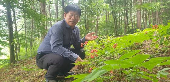 ‘산양삼 대부’ 조남상씨가 경기도 양평군 서종면 용문산 기슭 산양삼 재배단지에서 재배 중인 산양삼의 열매를 들어보아고 있다. 전익진 기자