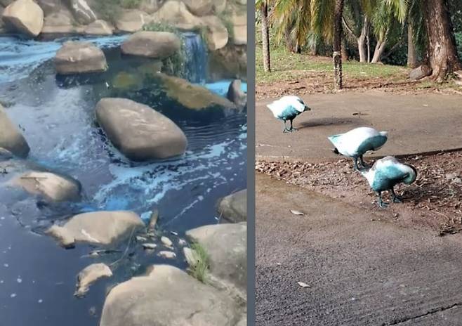 브라질 상파울루 지역 한 호수가 파랗게 물들었다. 염료가 유입된 탓이다.사진=TVTEC 준지아이