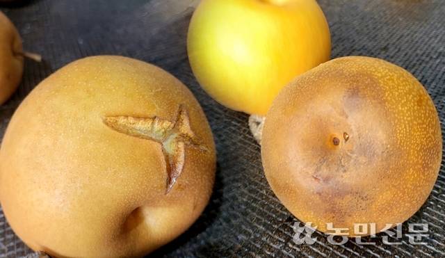 폭염 피해를 본 배.