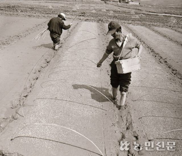 농민이 못자리에 볍씨를 뿌리고 있다. 못자리는 볍씨를 뿌려 모를 기르는 곳을 말한다.