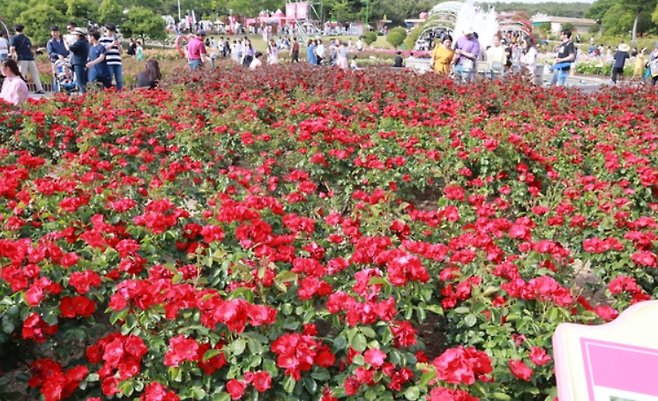 5월 21일부터 25일까지 5일간 울산대공원 장미원 일원에서 '2025 울산대공원 장미축제'가 열린다. ⓒ울산광역시