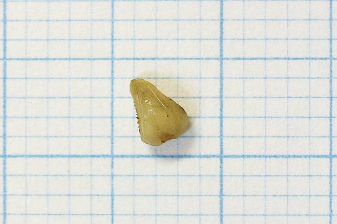 과피를 제거한 찔레꽃의 종자 사진 ⓒ제주의소리