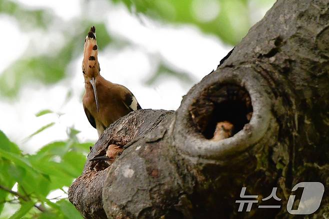 17일 경북 경주시 황성공원 느티나무에 둥지에서 어미 후투티가 이소를 앞둔 새끼들을 지켜보고 있다. 2025.5.17/뉴스1 ⓒ News1 최창호 기자