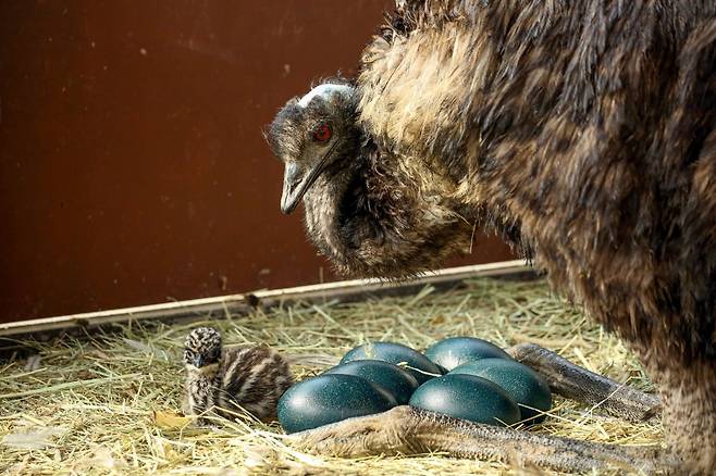 아빠 에뮤와 아기 에뮤, 에뮤 알의 모습. 서울대공원 제공