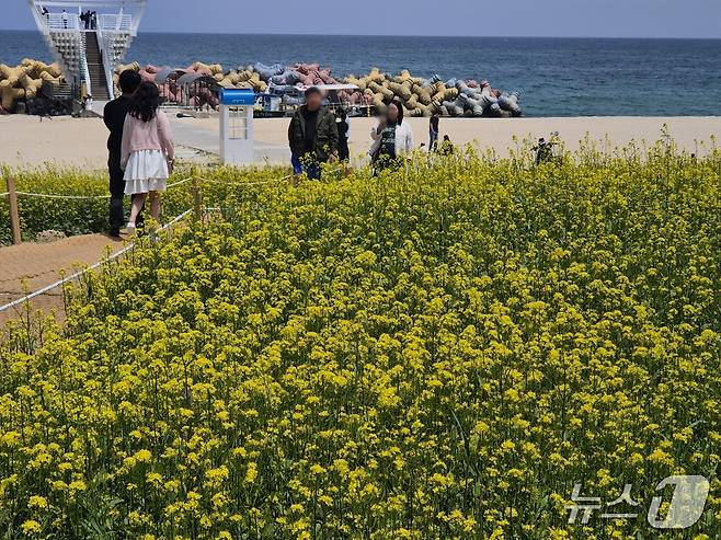 휴일인 18일 강원 강릉 사근진 해변 유채꽃밭을 찾은 나들이객들이 휴일을 즐기고 있다. 2025.5.18/뉴스1 윤왕근 기자