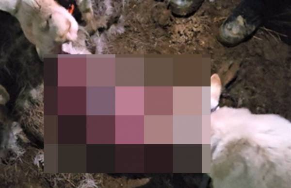 제주자치경찰단 자료제공