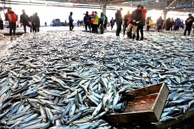 2023년 부산공동어시장 경매장에 쌓여 있는 고등어 ./조선일보DB