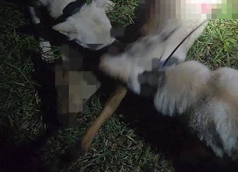 제주도 자치경찰이 진돗개와 불법 도구를 이용해 불법으로 야생동물을 포획한 업자들을 적발했다./제주도 자치경찰단