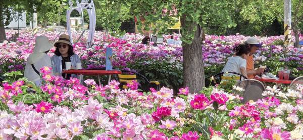 방문객들이 작약꽃밭을 둘러보고 휴식을 취하고 있다. 권오석 기자