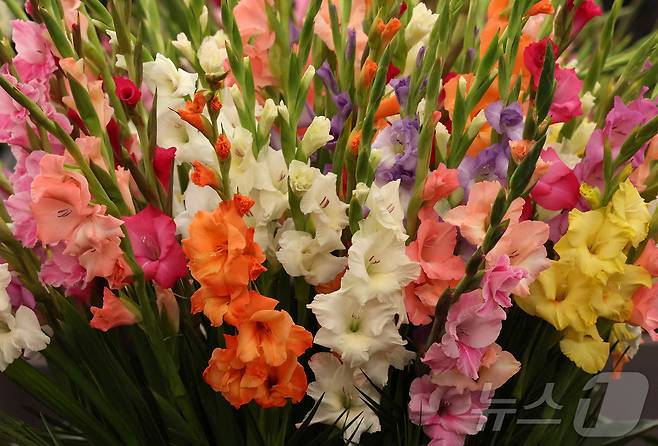 19일(현지시간) 영국 런던에서 열린 RHS 첼시 플라워쇼 프리뷰 행사가 열렸다. 사진은 전시된 글라디올러스. ⓒ 로이터=뉴스1