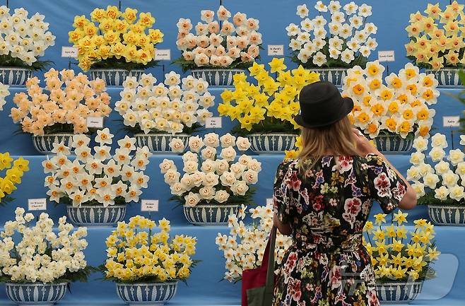19일(현지시간) 영국 런던에서 열린 RHS 첼시 플라워쇼 프리뷰 행사에서 한 방문객이 수선화를 관람하고 있다. ⓒ 로이터=뉴스1