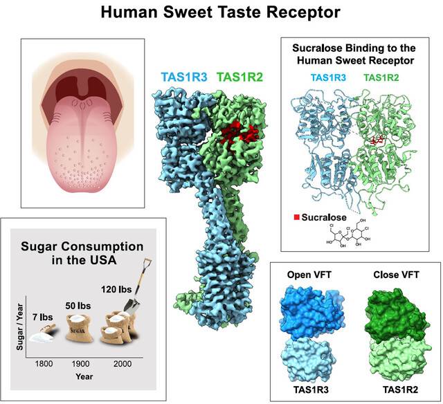 2001년 실체가 드러난 단맛수용체 분자의 구조가 마침내 밝혀졌다. 단맛수용체는 TAS1R2 단백질과 TAS1R3 단백질의 복합체로 이 가운데 TAS1R2 단백질의 특정 부위에 감미료 분자(빨간색)가 달라붙어 수용체를 활성화해 단맛 신호를 전달한다. 셀 제공