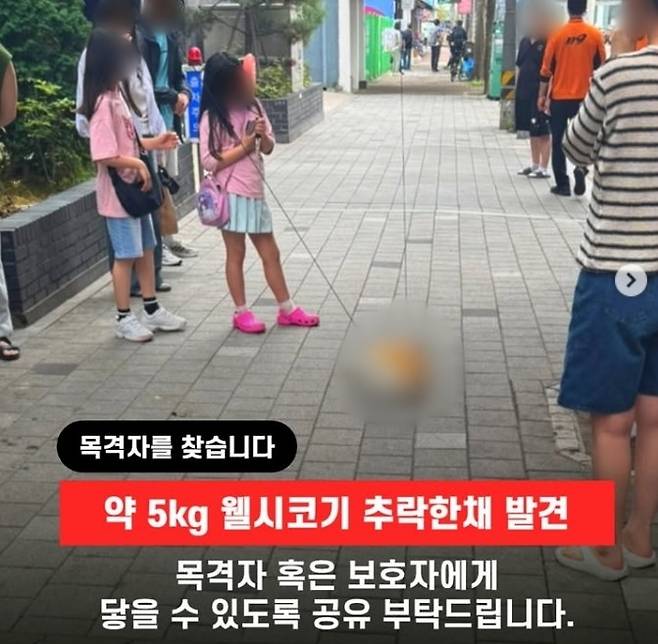 경기 의정부시의 한 고층 오피스텔에서 대낮에 반려견이 추락해 숨지는 사고가 발생했다. 동물단체 ‘도로시지켜줄개’ 인스타그램 캡처