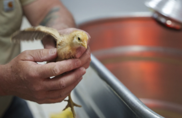 지난 2일 미국 델라웨어주 연방 우정청 트럭에서 병아리 1만 2000마리가 발견됐다. 이중 살아남은 수천 마리가 구조돼 현지의 동물보호소에서 보살핌을 받고 있다. AP 연합뉴스
