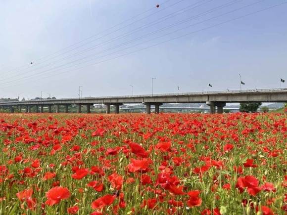 나주시가 영산강 둔치체육공원과 영산강 정원 들섬 일원 14만㎡(약 4만2천평)에 꽃양귀비 단지를 조성했다. 이 일대에선 20일 전국노래자랑과 미니 정원 페스티벌, 23~25일엔 제21회 영산포 홍어·한우축제가 개최될 예정이다.
