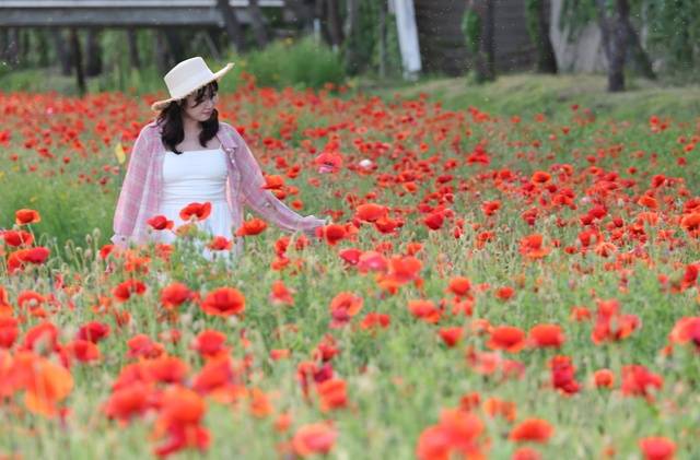 ▲ 23일부터 25일까지 괴산빨간맛페스티벌이 열리는 동진천변에 빨간색 꽃양귀비가 활짝 피어 관광객의 시선을 끌고 있다. /괴산군 제공