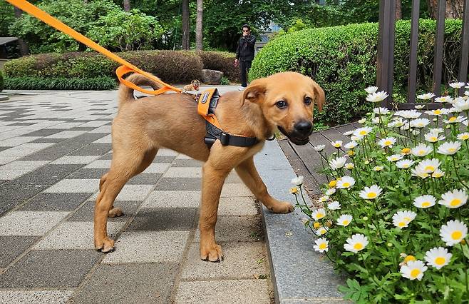 산책 중인 칸초 ⓒ 뉴스1 한송아 기자