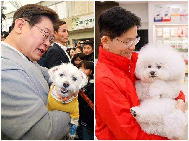 이재명(왼쪽 사진) 더불어민주당 후보가 전남 강진군 전통시장에서 지지자의 반려견을 품에 안고 있는 모습. 김문수 국민의힘 후보가 대구의 동물병원에서 개를 안고 있는 모습. 연합뉴스·김문수 캠프 제공