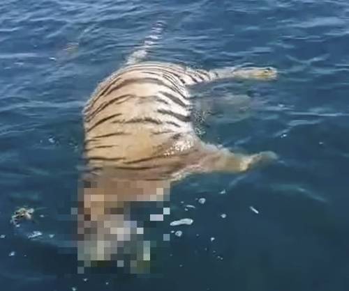 멸종 위기에 처한 백두산 호랑이 사체가 러시아 바다에서 발견돼 당국이 수사에 나섰다. /사진=데일리메일 갈무리