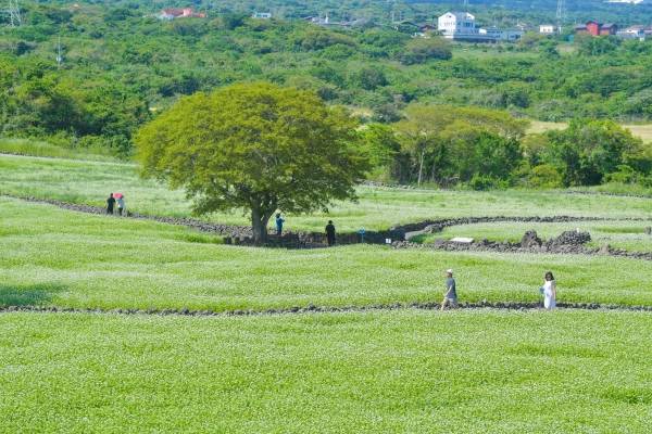 절기상 소만을 하루 앞둔 20일 제주시 조천읍 와흘리 와흘메밀농촌체험휴양마을 메밀밭에 관광객들이 활짝 핀 메밀꽃 사이를 산책하며 제주의 봄 정취를 만끽 하고 있다. 고봉수 기자