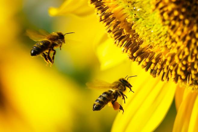 꿀벌이나 나비, 나방과 일부 새와 박쥐 등 식물의 수분을 돕는 생물체를 수분 매개자라고 한다. 꽃을 피우는 식물 90%와 세계 주요 작물의 4분의 3 이상이 수분 매개자에 의존한다. 게티이미지뱅크 제공