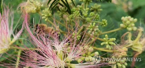 자귀나무 연합뉴스 자료사진