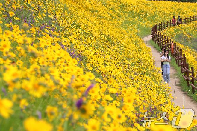 초여름 더위가 한풀 꺾이고 선선한 날씨를 보인 23일 경남 함안군 악양생태공원을 찾은 관광객들이 활짝 핀 금계국을 감상하고 있다. 2025.5.23/뉴스1 ⓒ News1 윤일지 기자