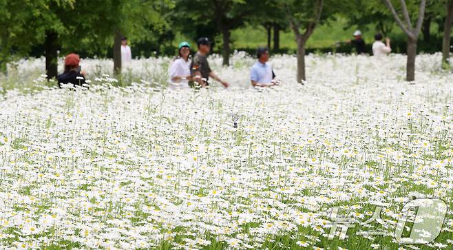 초여름 더위가 한풀 꺾이고 선선한 날씨를 보인 23일 경남 함안군 악양생태공원을 찾은 관광객들이 활짝 핀 샤스타데이지를 감상하고 있다. 2025.5.23/뉴스1 ⓒ News1 윤일지 기자