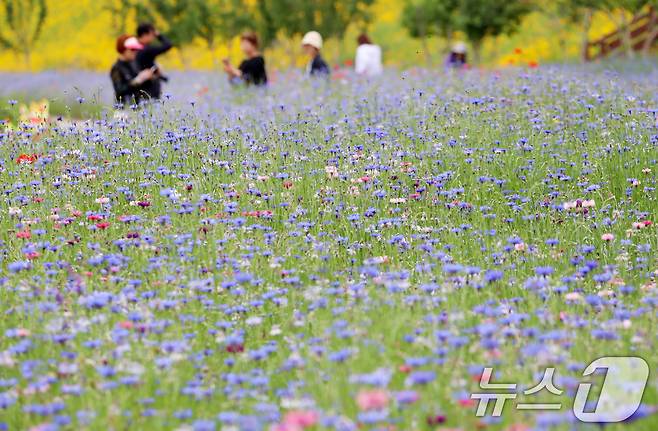 초여름 더위가 한풀 꺾이고 선선한 날씨를 보인 23일 경남 함안군 악양생태공원을 찾은 관광객들이 활짝 핀 수레국화를 감상하고 있다. 2025.5.23/뉴스1 ⓒ News1 윤일지 기자