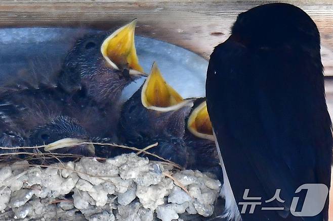 23일 경북 포항시 북구 영일대북부시장 상가 입구 전등위에 있는 제비 둥지에서 새끼들이 어미새가 물어다 주는 먹잇감을 받아먹고 있다. 2025.5.23/뉴스1 ⓒ News1 최창호 기자