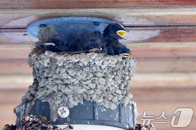 23일 경북 포항시 북구 영일대북부시장 상가 입구 전등위에 있는 둥지에서 새끼 제비들이 둥지 밖을 내다보고 있다. 2025.5.23/뉴스1 ⓒ News1 최창호 기자