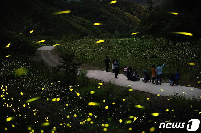 반딧불이 생태 체험 장면 (자료사진) /뉴스1
