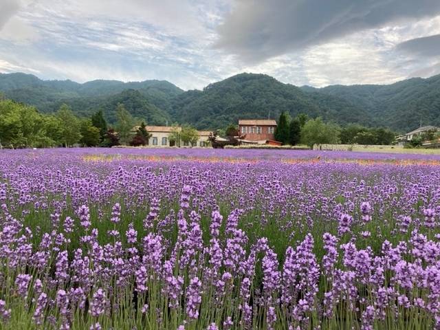 ▲ 다가오는 6월이면 보랏빛의 라벤더가 최북단 고성군 간성읍 고성하늬라벤더팜을 화려하면서도 단아하게 수놓을 예정이다. 사진은 지난해 만개한 모습으로. 이제 10일 후면 이곳에 라벤더가 활짝 꽃을 피운다.