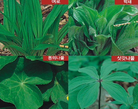 행안부는 독초를 봄나물로 오인하여 섭취하는 경우가 많다며 예방 행동요령을 안내했다. 행정안전부 제공