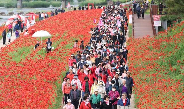 ▲ 2025 괴산빨간맛페스티벌을 찾은 관광객들이 동진천변에 만개한 붉은 양귀비 꽃길을 걷고 있다. /괴산군 제공
