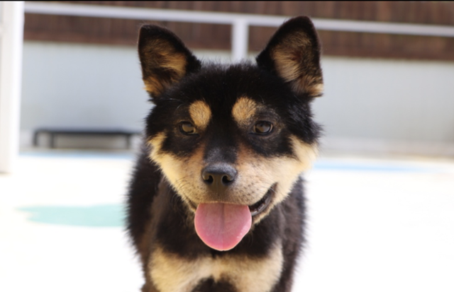 지난 2023년 4월 경북 영천시에서 구조된 개 '퐁당이'를 경기 남양주시 동물자유연대 '온센터'에서 만났을 때의 모습. 동물자유연대 제공