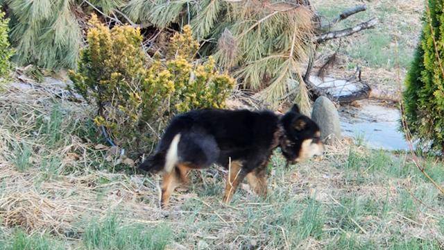 2023년 4월 경북 영천시에서 작은 목줄에 목이 졸린 채 마을을 배회하던 퐁당이(당시 이름 깜순이)의 모습. 동물자유연대 제공
